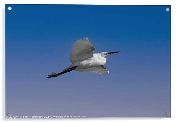 Little Egret Acrylic by Tom McPherson