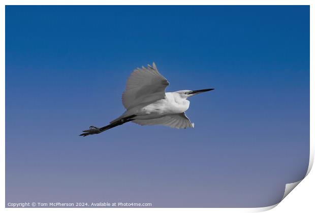 Little Egret Print by Tom McPherson
