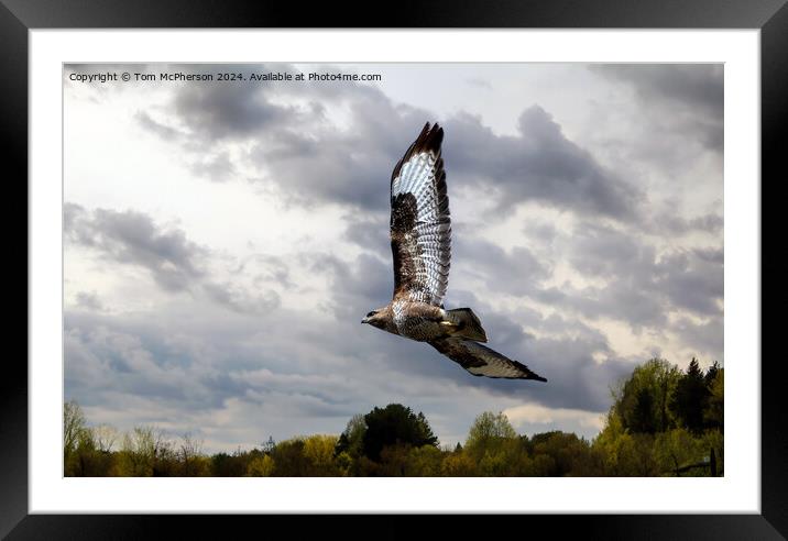 Common Buzzard in Flight Framed Mounted Print by Tom McPherson