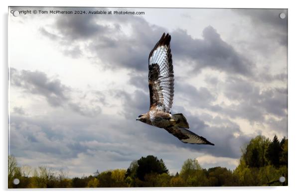 Common Buzzard in Flight Acrylic by Tom McPherson