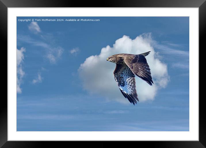 Common Buzzard Framed Mounted Print by Tom McPherson