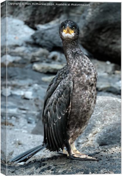 The double-crested cormorant Canvas Print by Tom McPherson