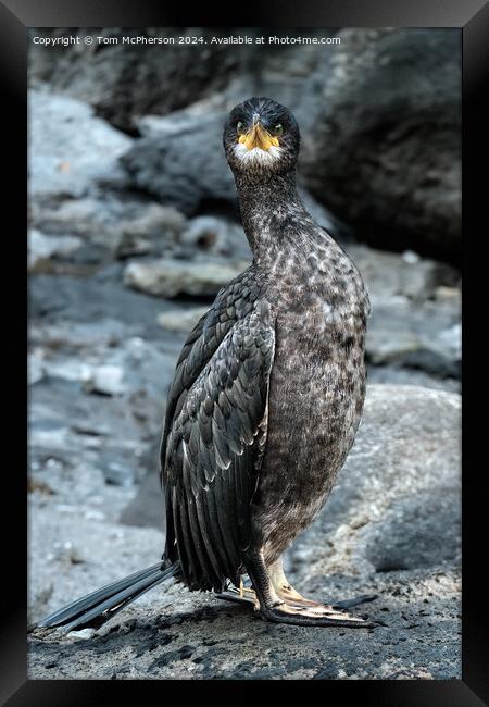 The double-crested cormorant Framed Print by Tom McPherson