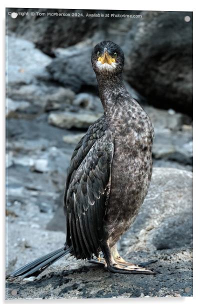 The double-crested cormorant Acrylic by Tom McPherson