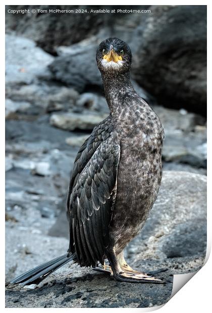 The double-crested cormorant Print by Tom McPherson