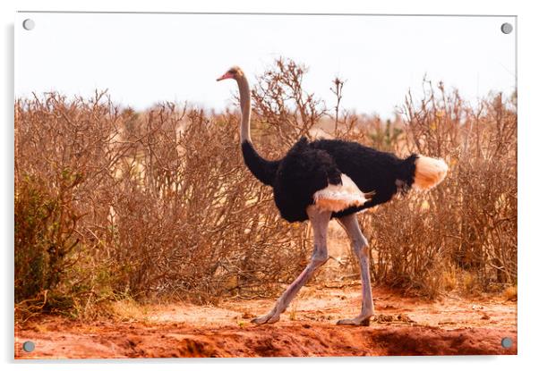 Male Masai Ostrich Acrylic by Howard Kennedy