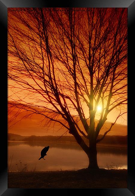 SOFT LANDING AT SUNSET Framed Print by Tom York