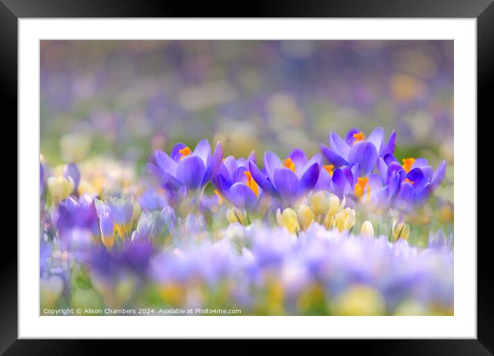 A Carpet of Crocuses Framed Mounted Print by Alison Chambers
