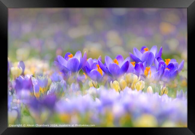 A Carpet of Crocuses Framed Print by Alison Chambers