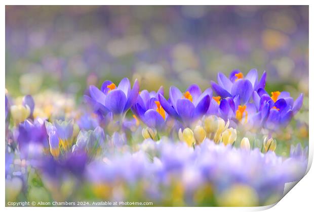 A Carpet of Crocuses Print by Alison Chambers