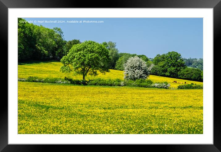 Buttercup Fields in English Countryside  Framed Mounted Print by Pearl Bucknall
