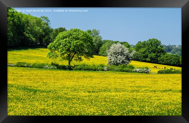 Buttercup Fields in English Countryside  Framed Print by Pearl Bucknall