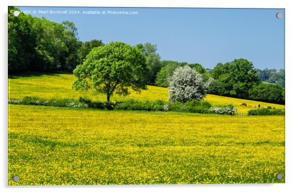Buttercup Fields in English Countryside  Acrylic by Pearl Bucknall