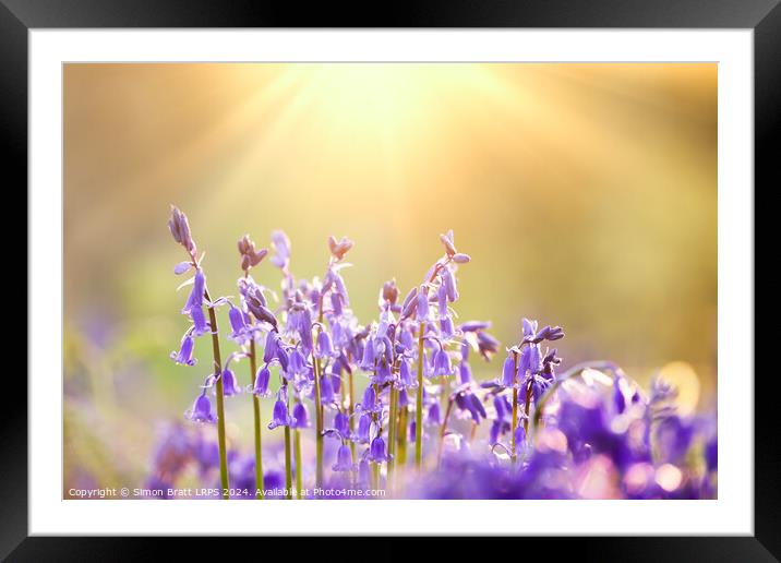 Fresh bluebells close up with dawn sunrise  Framed Mounted Print by Simon Bratt LRPS