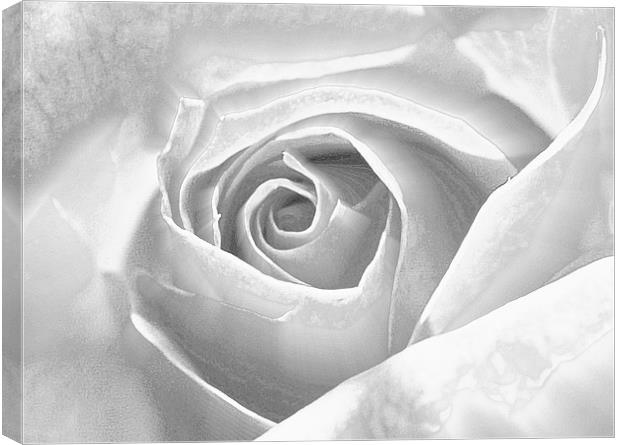Silver Frosted Rose Canvas Print by Louise Godwin