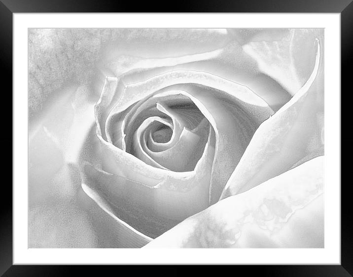 Silver Frosted Rose Framed Mounted Print by Louise Godwin