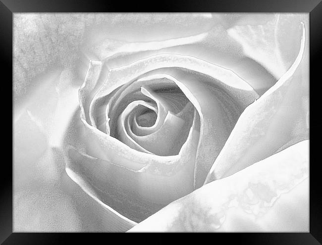 Silver Frosted Rose Framed Print by Louise Godwin
