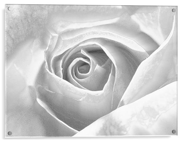 Silver Frosted Rose Acrylic by Louise Godwin