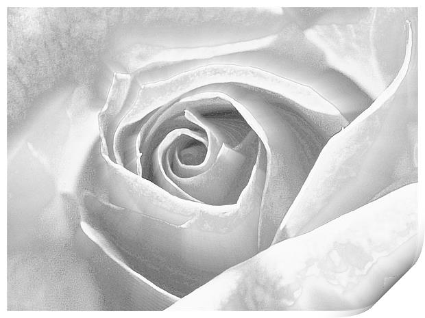 Silver Frosted Rose Print by Louise Godwin