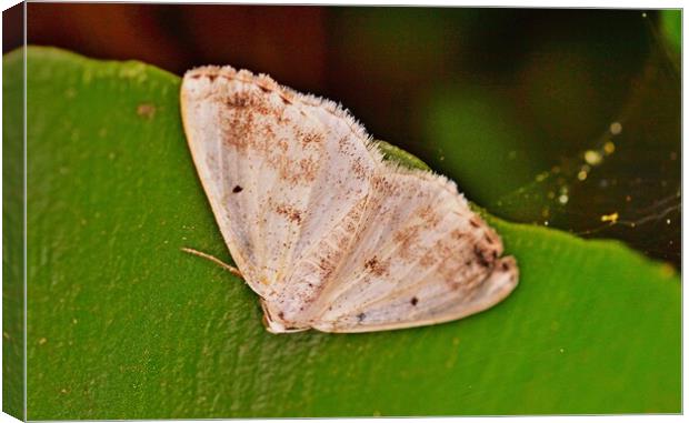 Clouded Silver Moth Canvas Print by Bryan 4Pics
