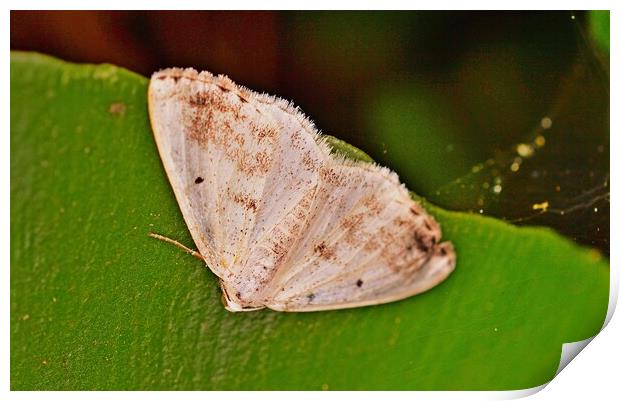 Clouded Silver Moth Print by Bryan 4Pics