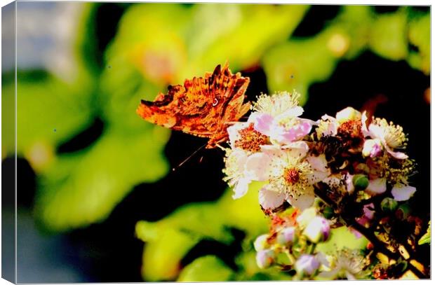 Comma Butterfly, Underwing Canvas Print by Bryan 4Pics