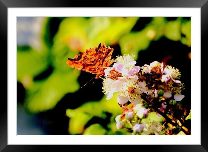 Comma Butterfly, Underwing Framed Mounted Print by Bryan 4Pics