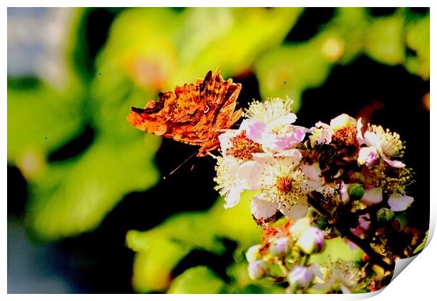 Comma Butterfly, Underwing Print by Bryan 4Pics