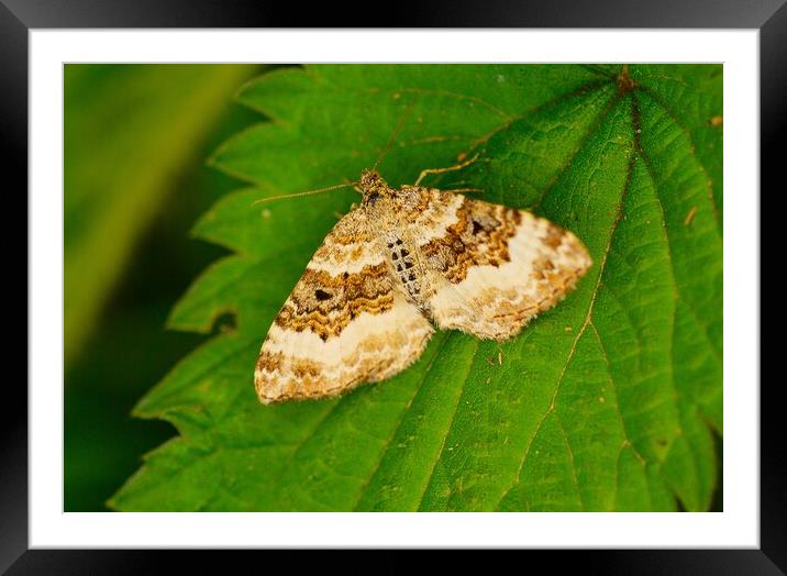 Common Carpet Moth Epirrhoe  Alternata, or White-B Framed Mounted Print by Bryan 4Pics