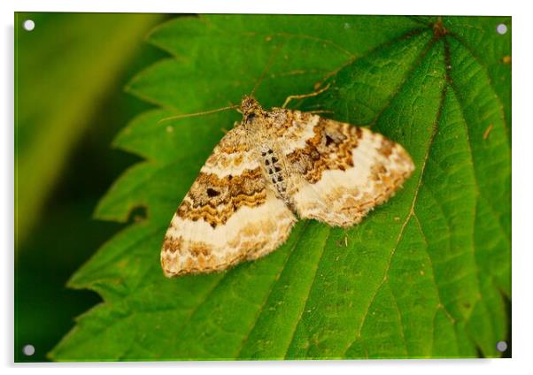 Common Carpet Moth Epirrhoe  Alternata, or White-B Acrylic by Bryan 4Pics