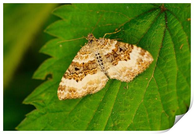 Common Carpet Moth Epirrhoe  Alternata, or White-B Print by Bryan 4Pics