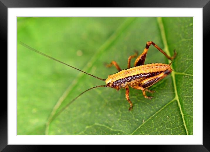 Dark Bush-Cricket Nymph, Philodoptera Griseoaptera Framed Mounted Print by Bryan 4Pics