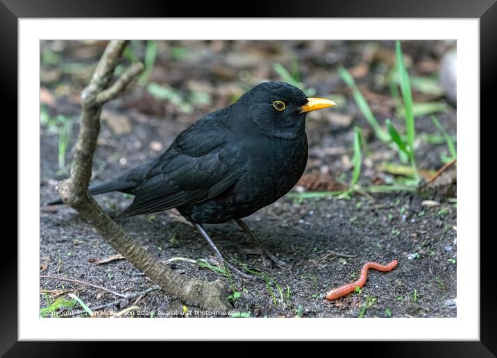 The Early Bird Framed Mounted Print by Tom McPherson