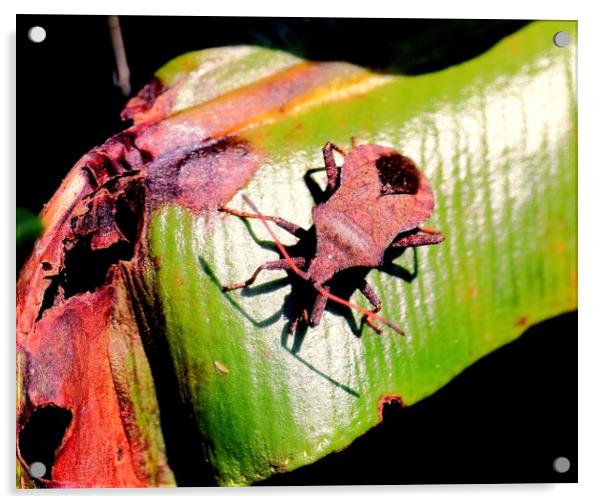 Dock Bug, coreus marginatus Acrylic by Bryan 4Pics