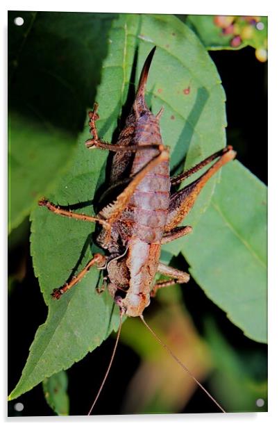 Female Dark Bush Cricket, Pholidoptera griseoapter Acrylic by Bryan 4Pics