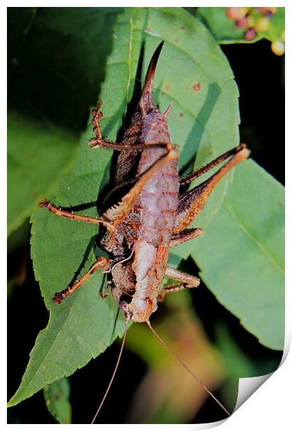 Female Dark Bush Cricket, Pholidoptera griseoapter Print by Bryan 4Pics