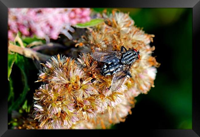Flesh Fly, Sarcophaga carnaria, commonly known as  Framed Print by Bryan 4Pics