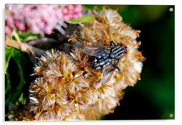 Flesh Fly, Sarcophaga carnaria, commonly known as  Acrylic by Bryan 4Pics