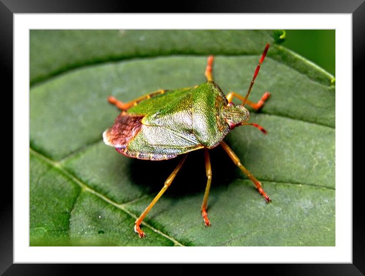 Green shield bug, Palomena prasina, Framed Mounted Print by Bryan 4Pics
