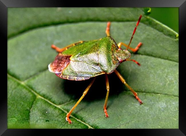 Green shield bug, Palomena prasina, Framed Print by Bryan 4Pics