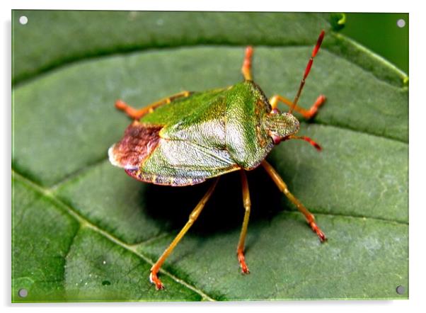 Green shield bug, Palomena prasina, Acrylic by Bryan 4Pics