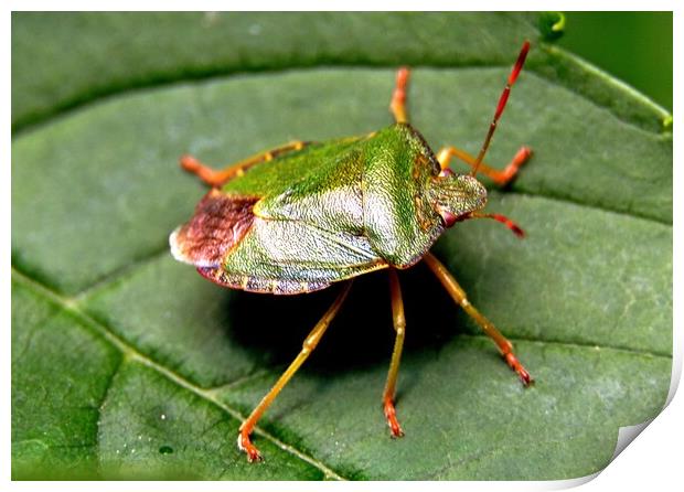 Green shield bug, Palomena prasina, Print by Bryan 4Pics