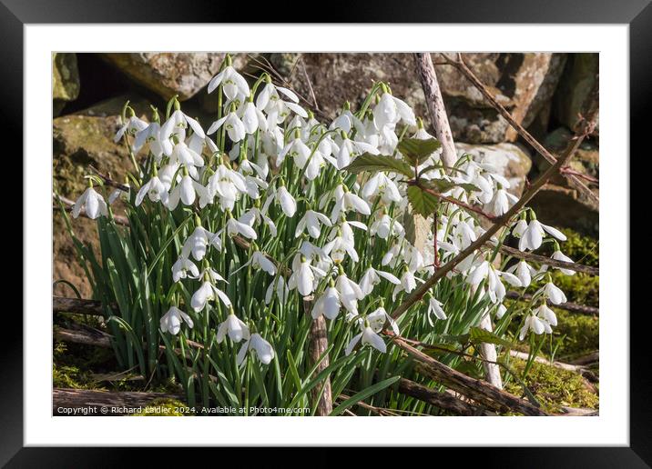 Flowering Snowdrops Framed Mounted Print by Richard Laidler