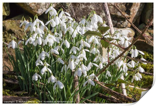 Flowering Snowdrops Print by Richard Laidler