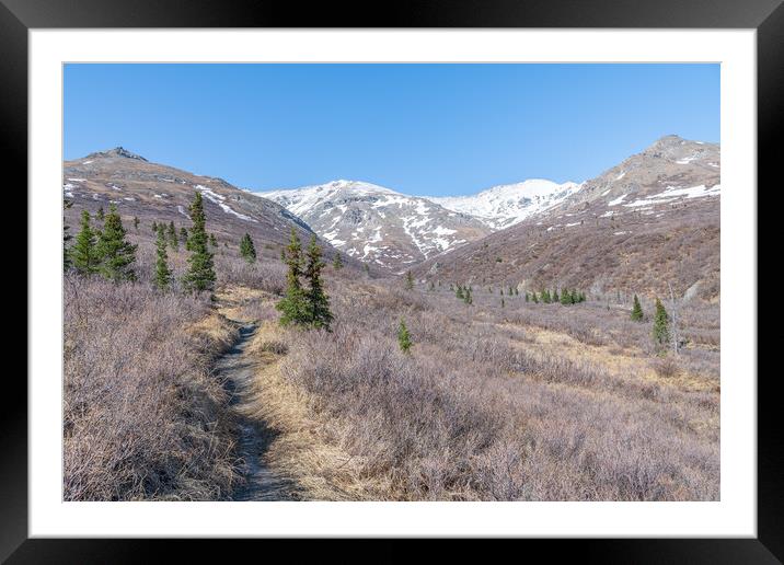 Savage River Alpine Trail in Denali National Park, Alaska, USA Framed Mounted Print by Dave Collins