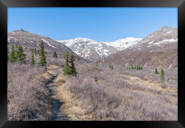 Savage River Alpine Trail in Denali National Park, Alaska, USA Framed Print by Dave Collins