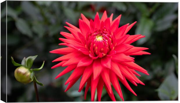 Red  Cactus dahlia Flower in bloom Canvas Print by Dave Collins