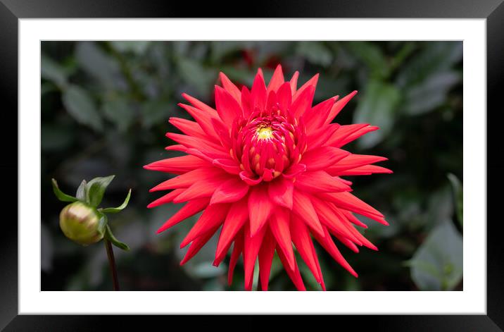 Red  Cactus dahlia Flower in bloom Framed Mounted Print by Dave Collins