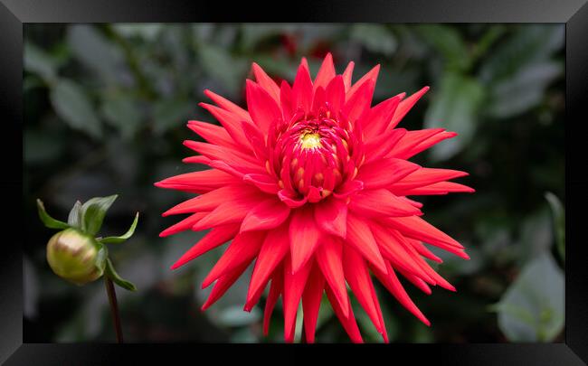 Red  Cactus dahlia Flower in bloom Framed Print by Dave Collins
