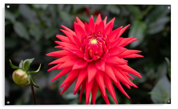 Red  Cactus dahlia Flower in bloom Acrylic by Dave Collins